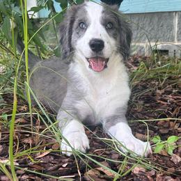 Pink collar - Blue merle female Aussiedoodle puppy in Melrose, Florida from Howdilly Doodley