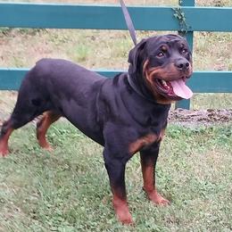 Noble - Rottweiler