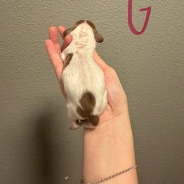 Ginger - Piebald female Dachshund puppy in Denison, Texas from Digging Dachshunds
