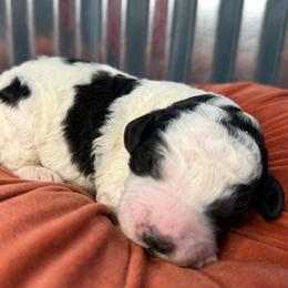 Storm - Black and white male Bernedoodle puppy in Russellville, Arkansas from Crossgate Doodles