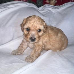 Creamy - Cream male Poodle puppy in Fairburn, Georgia from The Real Dog Breeders of Atlanta (peachy poodles)