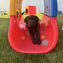 Labrador Retriever Puppies from Enchanted Garden Labradors