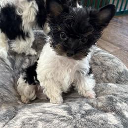 Sophie - Parti female Yorkshire Terrier puppy in Lyle, Washington from Sport Yorkie