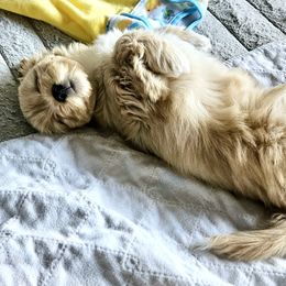 Clara - Gold female Havanese puppy in Mustang, Oklahoma from Rose Hill Havanese