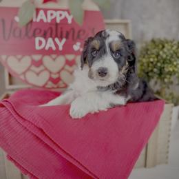 Marie - Black tri-color female Aussiedoodle puppy in Ohio from Holley Doodles