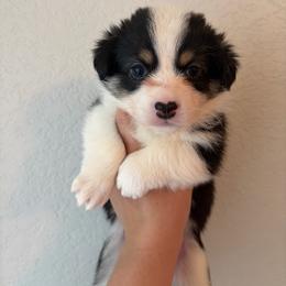6 - Black and white female American Corgi puppy in Boyd, Texas from Barker's Corgis
