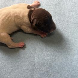 Boy 2 - White and liver male German Shorthaired Pointer puppy in Norris City, Illinois from County Line Pointers