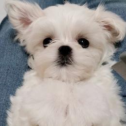 Mert - White male Maltese puppy in Fresno, California from Soua's Pups