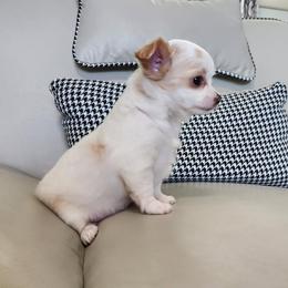 Sarah - Cream and white female Chihuahua puppy in Chesapeake, Virginia from Elsbeth's Chihuahuas