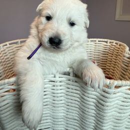 Purple girl - White female Berger Blanc Suisse puppy in Wilmington, North Carolina from Supernova Swiss Shepherds