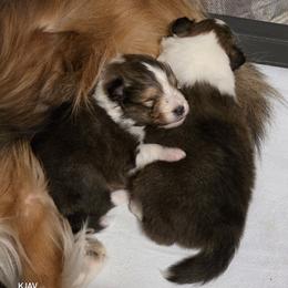 Boy 2 - Sable and white male Shetland Sheepdog puppy in Greenfield, Ohio from Kayla's Shelties