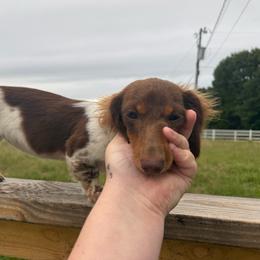 Piper - Piebald female Dachshund puppy in Mountain Home, Arkansas from Furry Friends Kennel