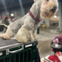 Ali - Cesky Terrier