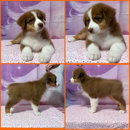 Red tri female (no collar) - Red tri-color female Australian Shepherd puppy in Castle Rock, Washington from Zoolo Kennels “HOF”