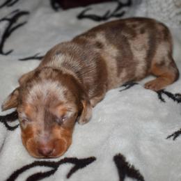 Latte - Chocolate and tan male Dachshund puppy in Karnes County, Texas from Lazzy Z Dachshunds