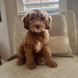 Australian Labradoodle and Labradoodle Puppies from Elite Blend Labradoodles