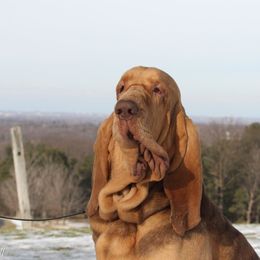 Bloodhounds from Sherick's Bloodhounds