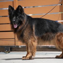 German Shepherd Puppies from Von Gonzalez Kennel