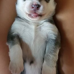 Siberian Husky Puppies from Canace Siberians