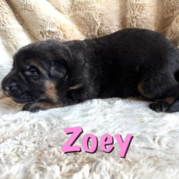 Zoey - Black and red female German Shepherd puppy in Graham, Washington from Wildeflecken Shepherds