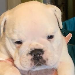 Bulldogs from Heavensent Bulldogs
