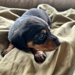 Americano - Black and tan female Dachshund puppy in Brave, Pennsylvania from Woodland Edge Cattery & Kennel