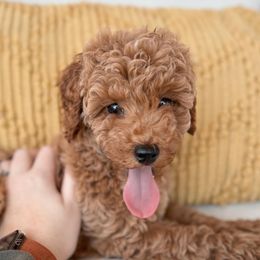 Cavalier King Charles Spaniels and Cavapoos from Kingston’s Cavaliers