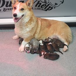 French Bulldog and Pembroke Welsh Corgi Puppies from McFadden's Corgis and Frenchies