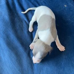 Gavin - White and blue fawn male Whippet puppy in Clinton, Tennessee from Ivanhoe Borzoi