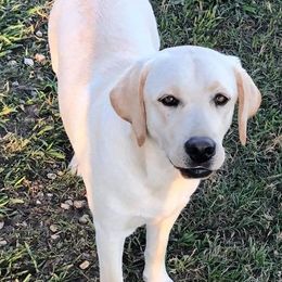Labrador Retrievers from Sheppard Labradors