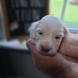 Puppy 3 Red Collar Male Longhair - Cream male Dachshund puppy in Gordon, Georgia from Long Dogs Yellow Farm