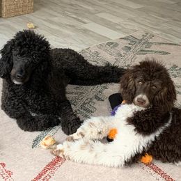 Aussiedoodles, Bernedoodles, Double Doodles, Goldendoodles, Poodles, and Sheepadoodles from Sunny Doodles