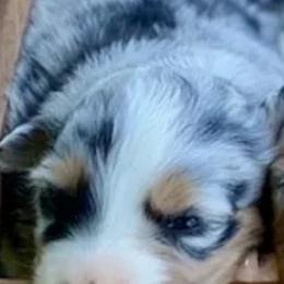 Australian Shepherds from Rocking S Ranch