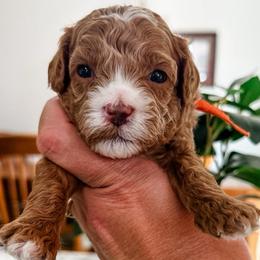 Baylee Male Red Collar - Red male Cavapoo puppy in Pleasant Grove, Utah from Destination Doodles