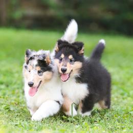 Collie Puppies from Fianna Collies