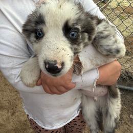 Hansel - Blue merle male Australian Shepherd puppy in Four Oaks, North Carolina from RoseWest Farms