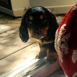 Shy Violet - Black and tan female Dachshund puppy in Salinas, California from Maverick Kennels