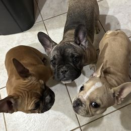 French Bulldog Puppies from Herell's French Bulldogs