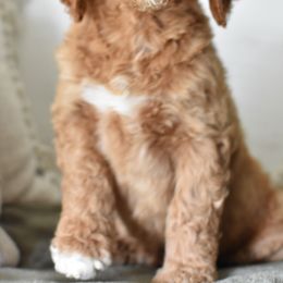 Goldendoodle Puppies from Edge Farm Goldendoodles