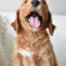 Goldendoodle Puppies from Edge Farm Goldendoodles
