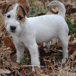 Jack Russell Terrier puppies from Ethical Jacks