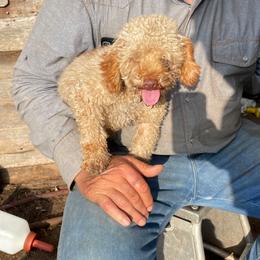 Bandit - Poodle