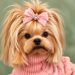 Sara - Yorkshire Terrier