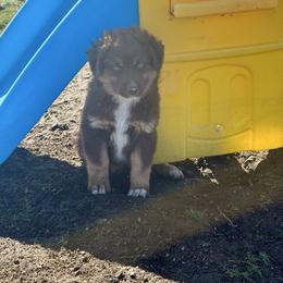 Ketchup - Red tri male Miniature Australian Shepherd puppy in Medical Lake, Washington from MAS Gone Rogue