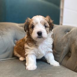 Goldendoodle Puppies from Lady Paws Puppies