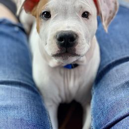 American Staffordshire Terrier Puppies from Liberty Am Staffs