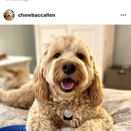 Bernedoodle, Goldendoodle, and Aussiedoodle All Grown Up from Arizona Goldendoodles