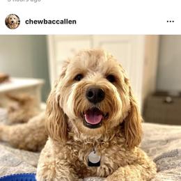 Bernedoodle, Goldendoodle, and Aussiedoodle All Grown Up from Arizona Goldendoodles