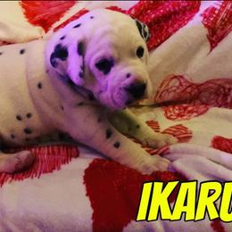 Dalmatian Puppies from Dew Dream Dalmatians
