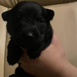 Chenin (Peach) - Black female German Shepherd puppy in Pahrump, Nevada from Wachhund Kennels